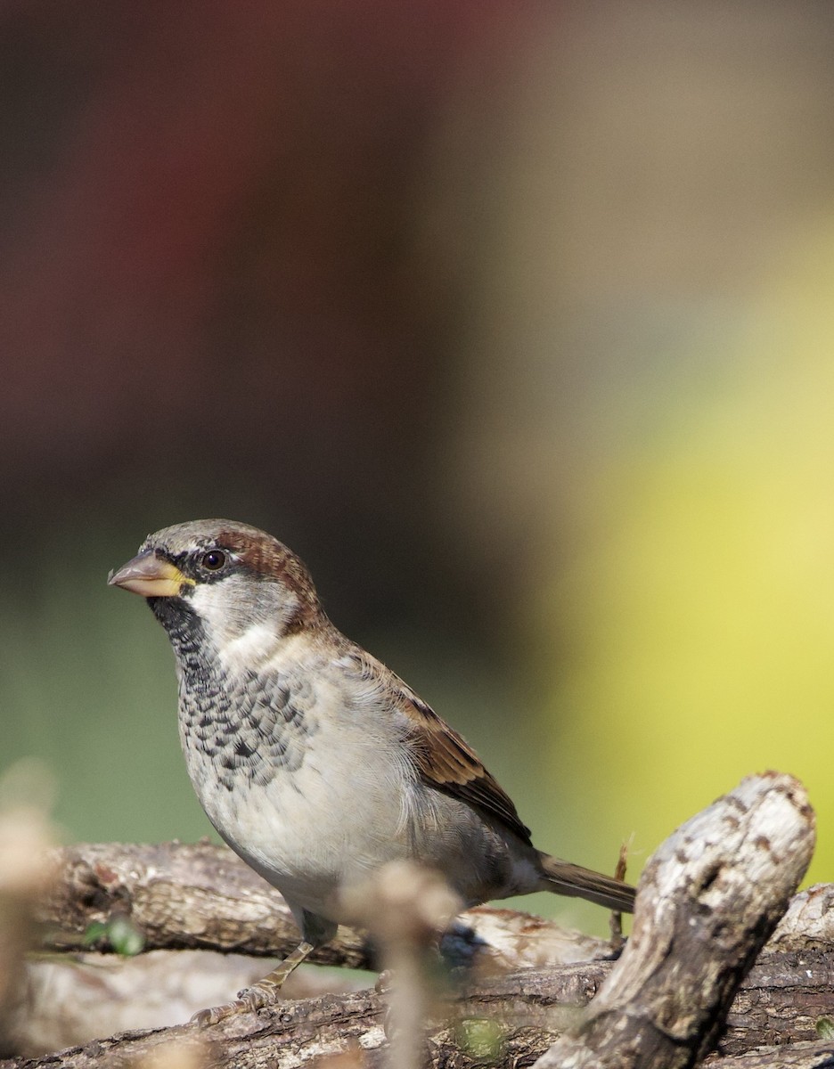 דרור הבית - ML645966122