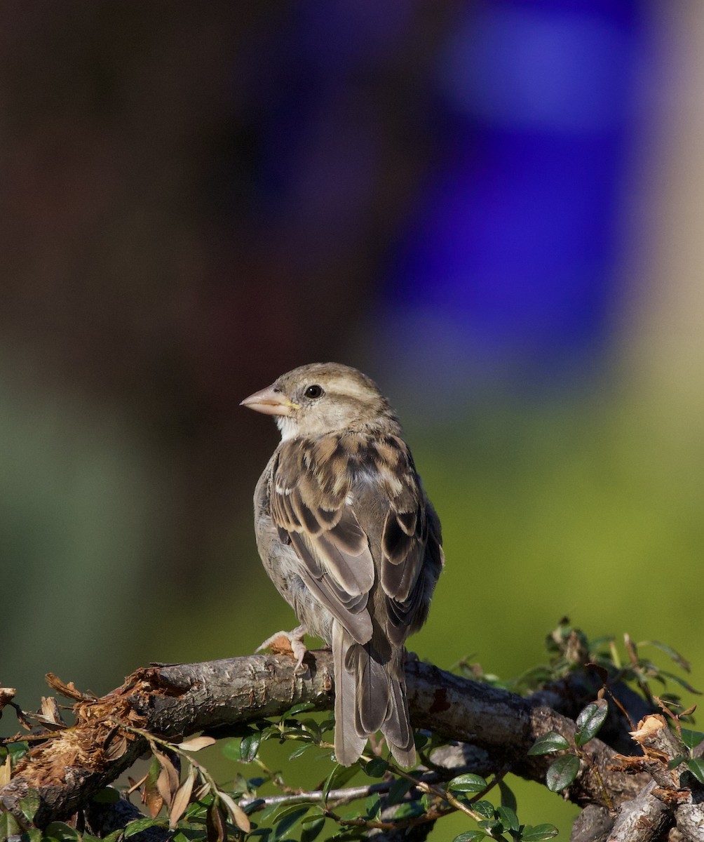 דרור הבית - ML645966123