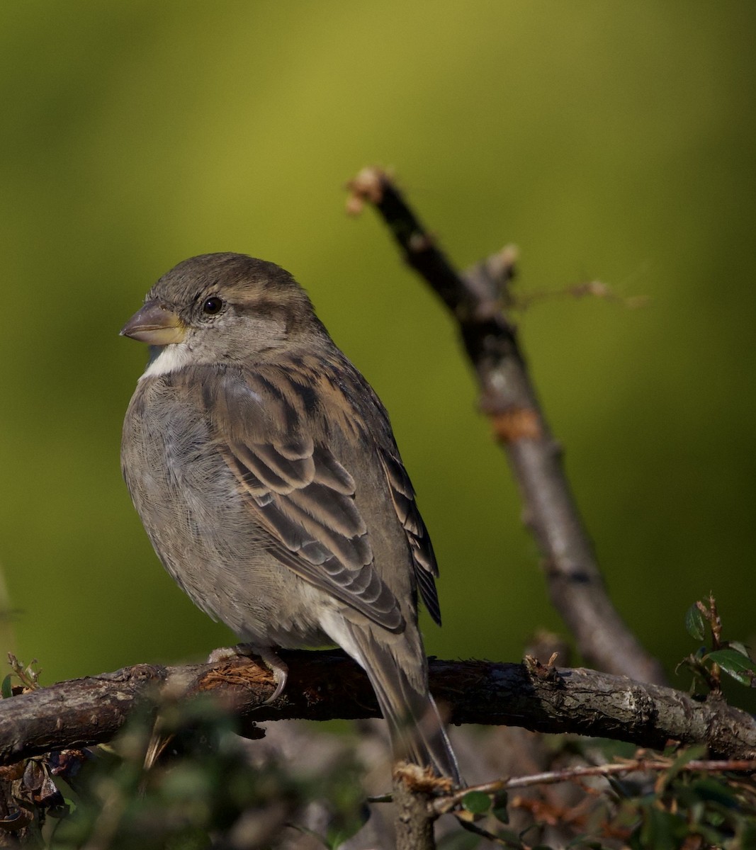 דרור הבית - ML645966125