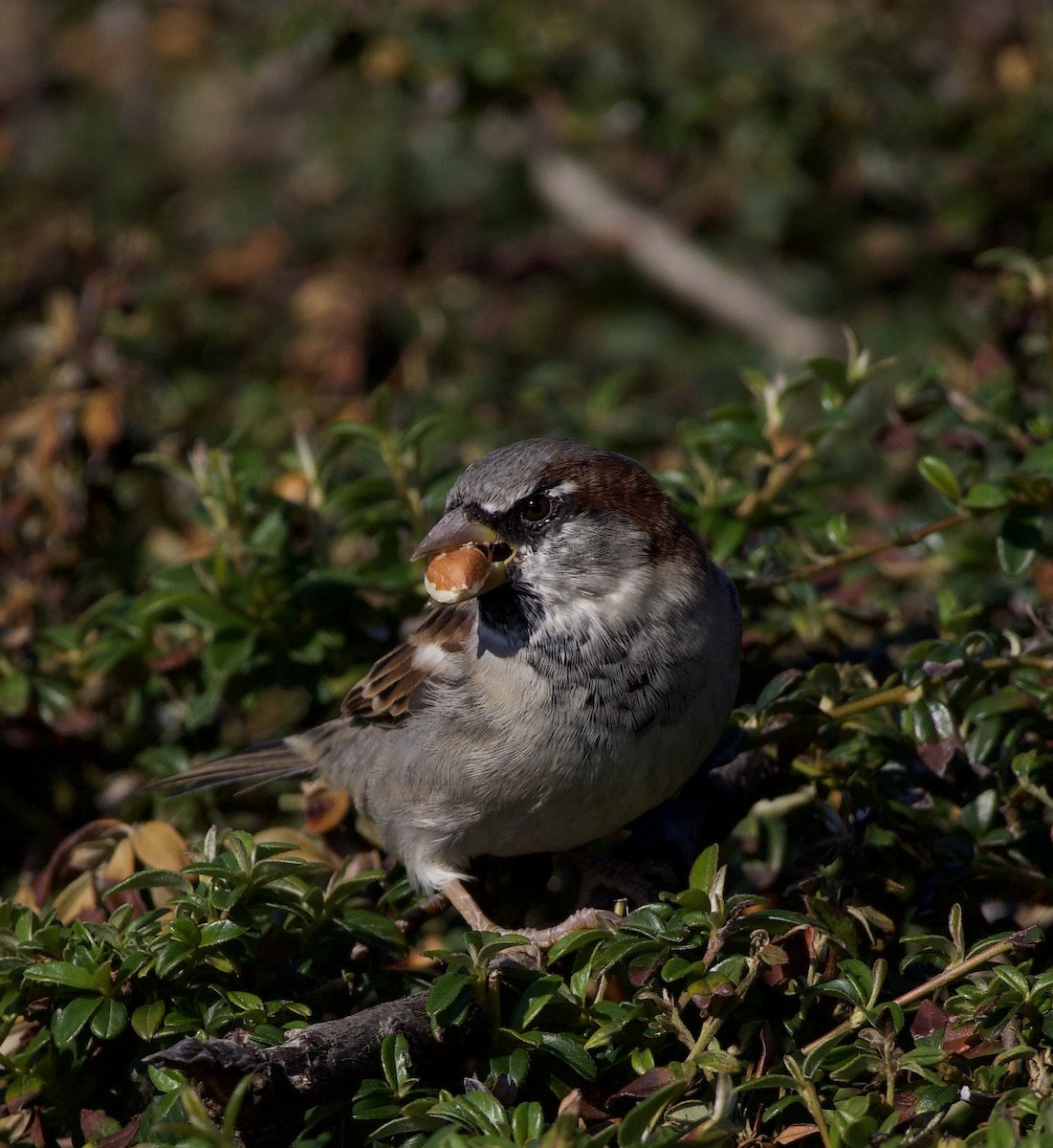 דרור הבית - ML645966126