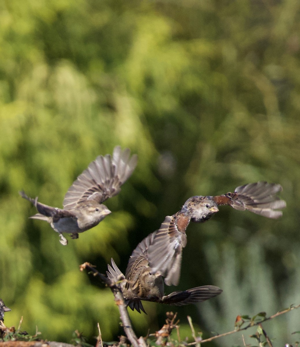 דרור הבית - ML645966127