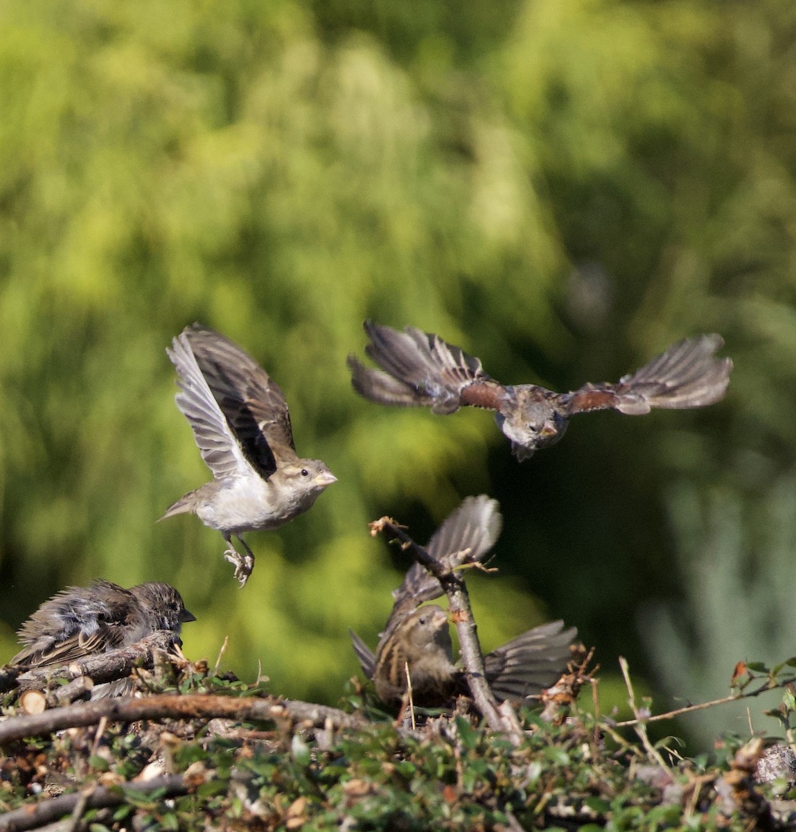 דרור הבית - ML645966128
