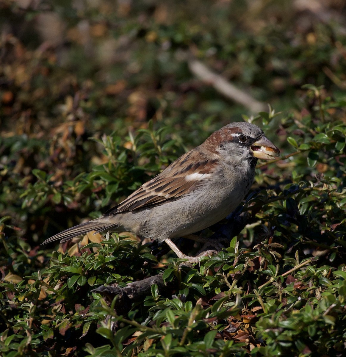 דרור הבית - ML645966129