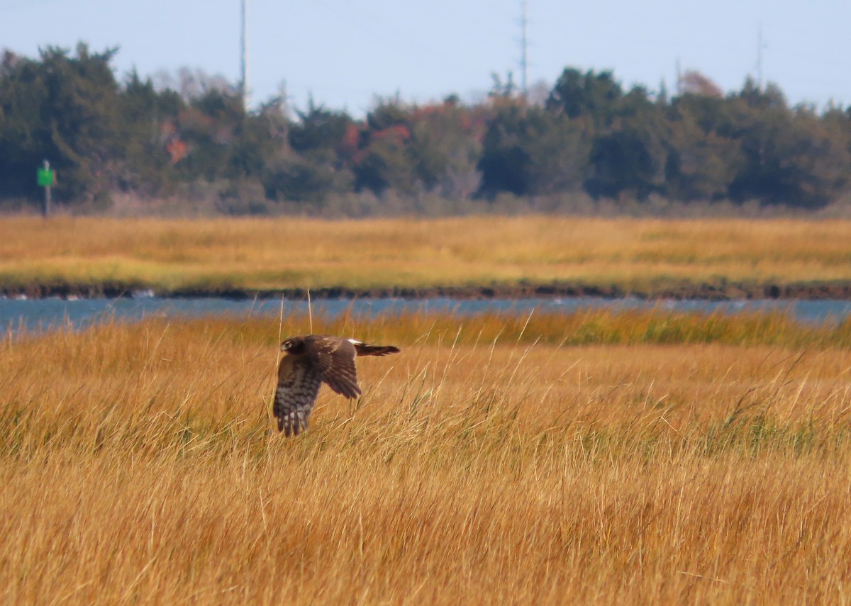 Amerika Delicesi - ML645966136