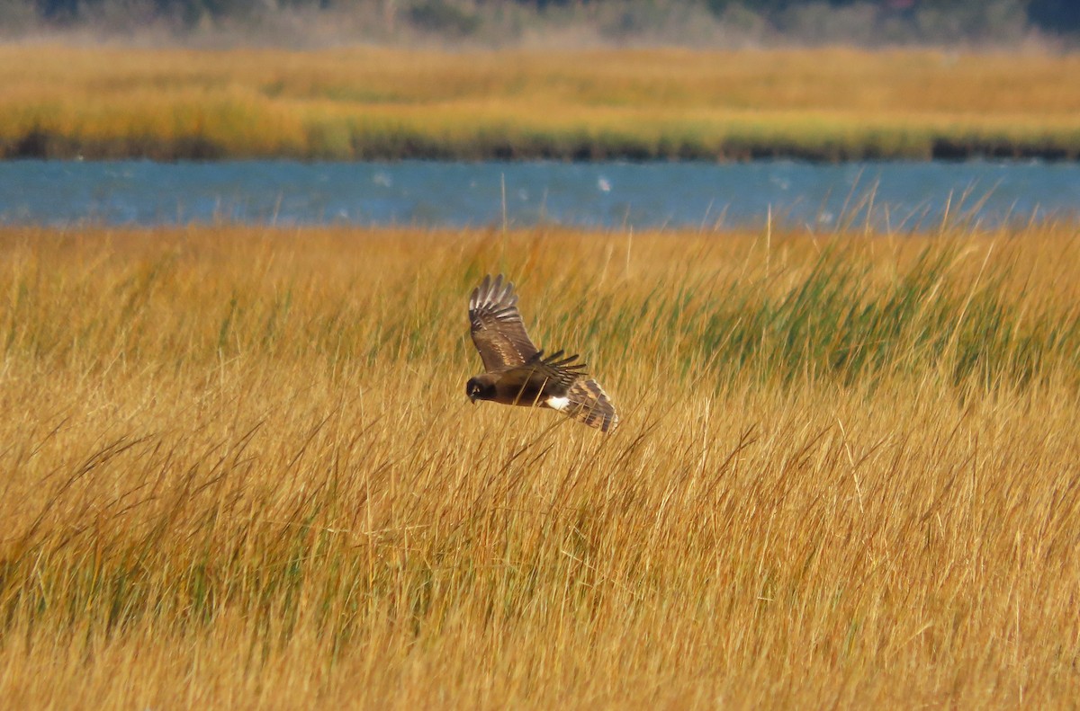 Amerika Delicesi - ML645966137