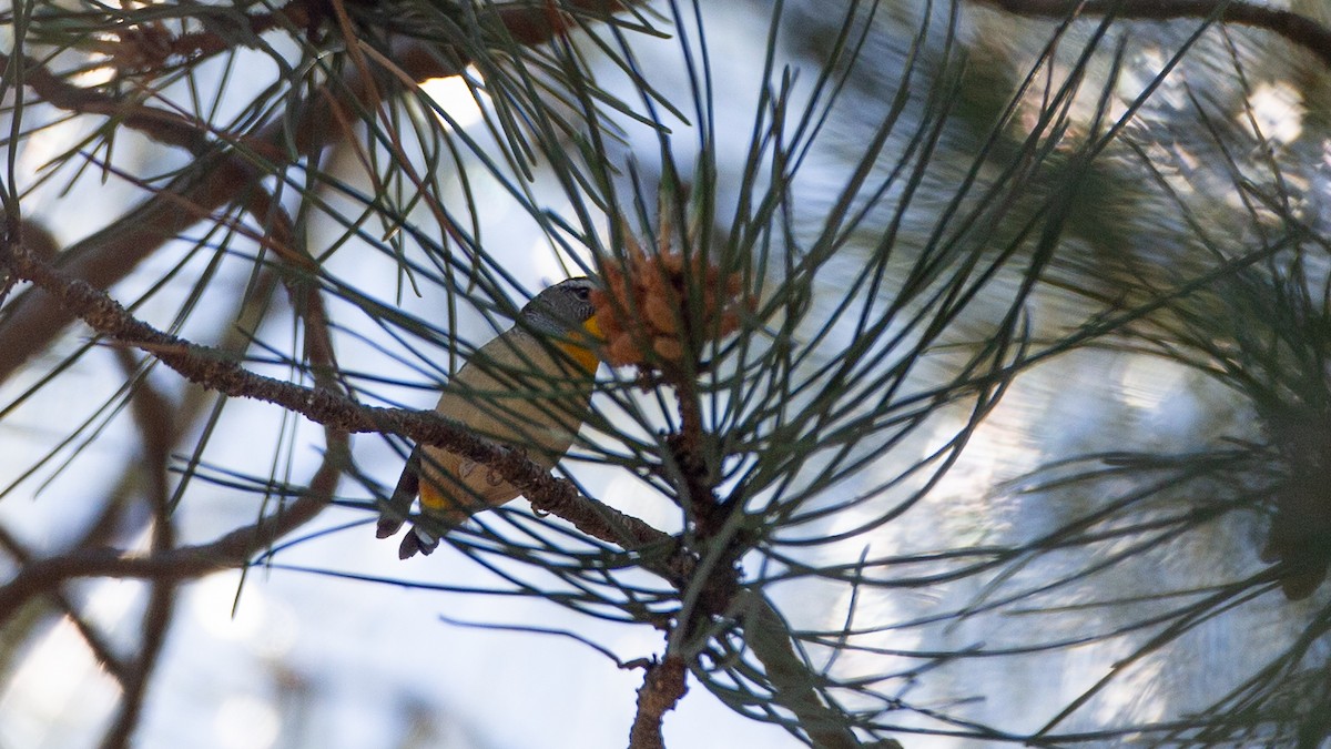 Spotted Pardalote - ML645966138