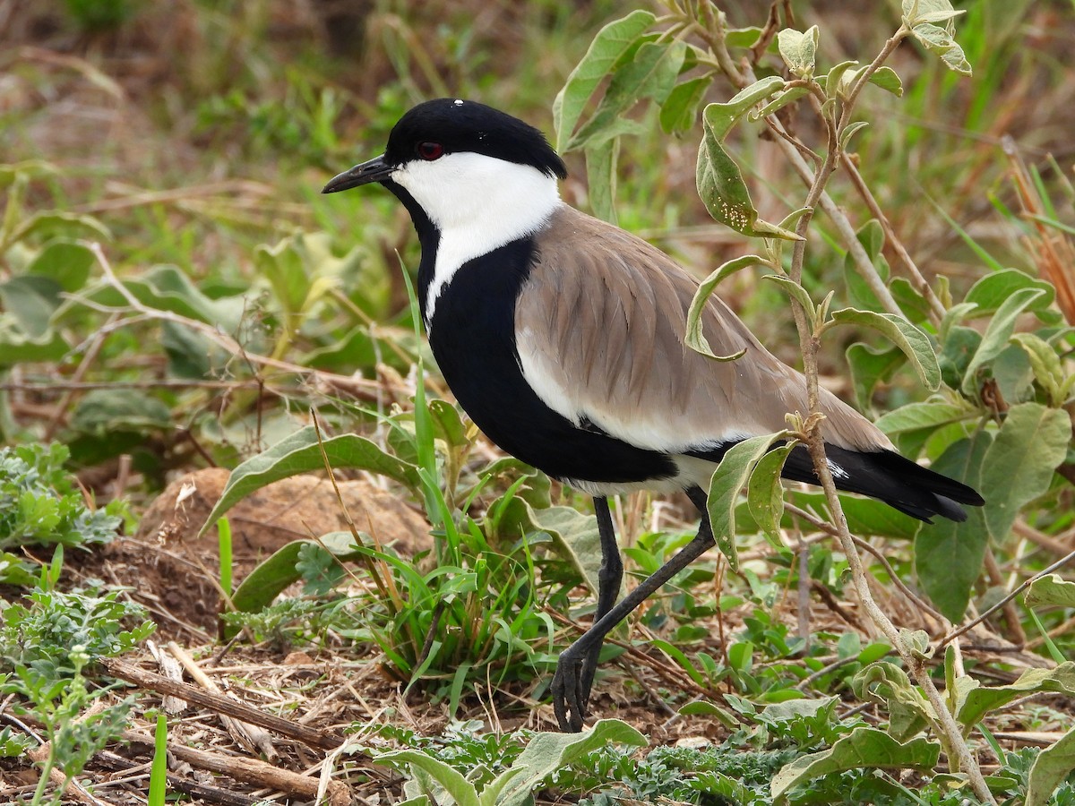 Vanneau à éperons - ML645966139