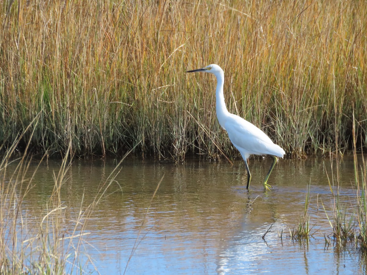 Karbeyaz Balıkçıl - ML645966141