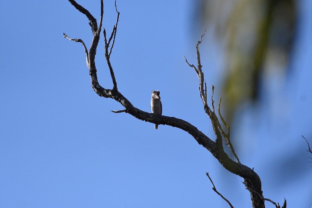 Blue-winged Kookaburra - ML645966150