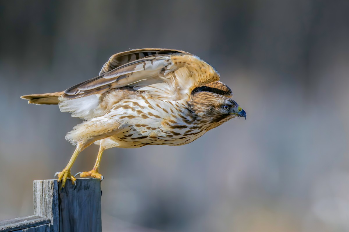 Red-shouldered Hawk - ML645966151
