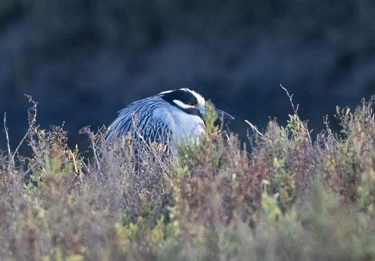Yellow-crowned Night Heron - ML645966154