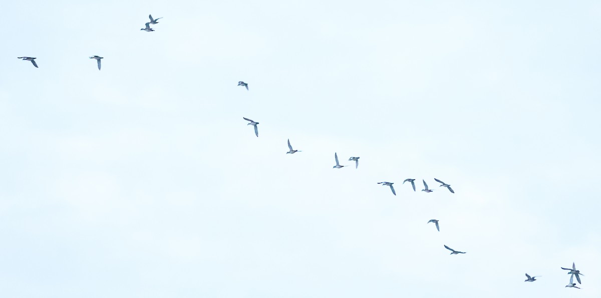 kachnička karolínská - ML645966157