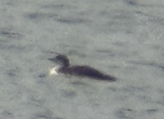 太平洋潛鳥 - ML645966165