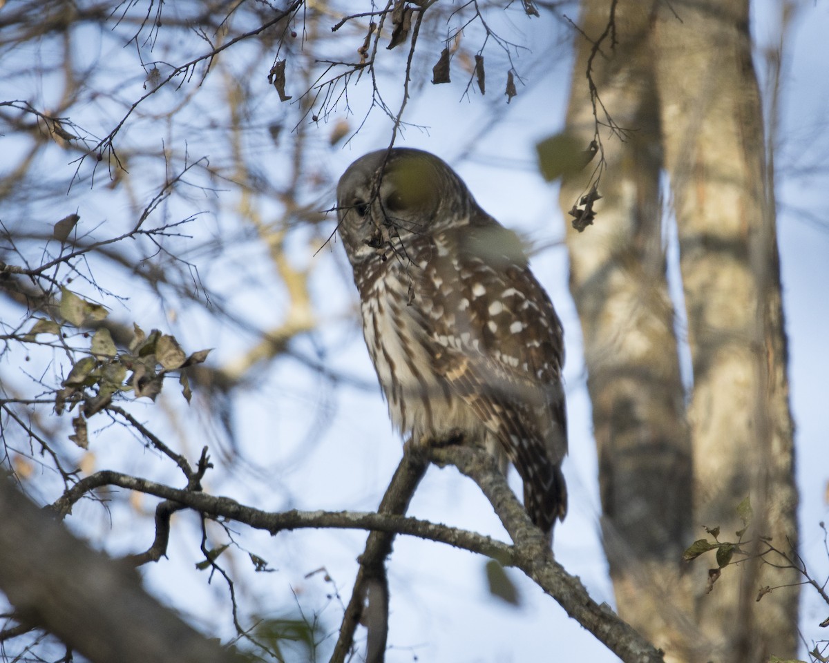 puštík proužkovaný - ML645966171
