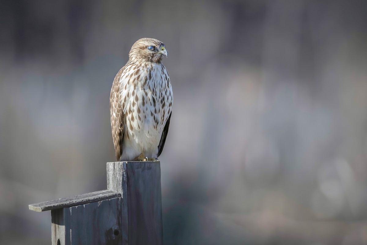 Red-shouldered Hawk - ML645966181