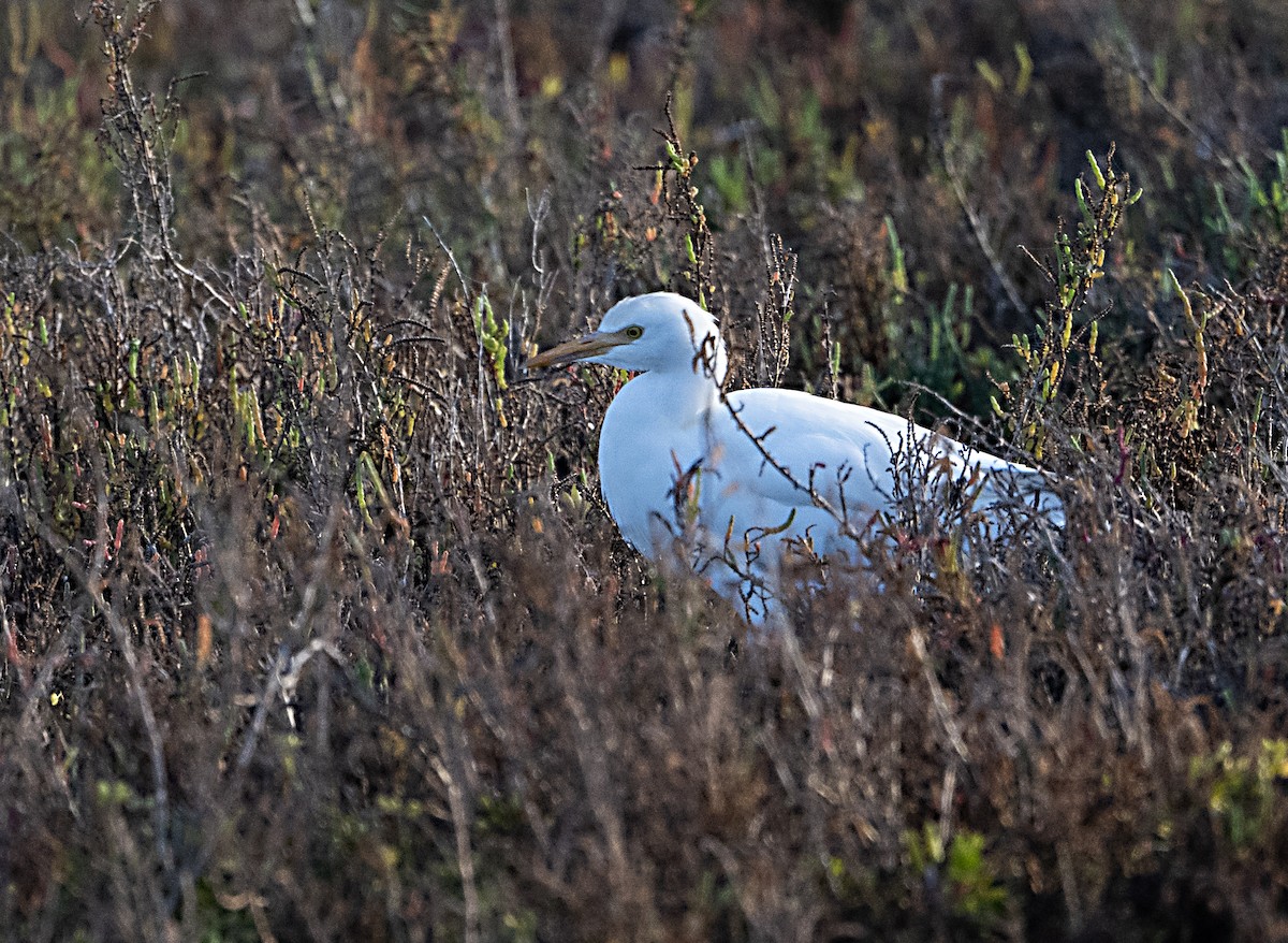 Airone guardabuoi - ML645966187