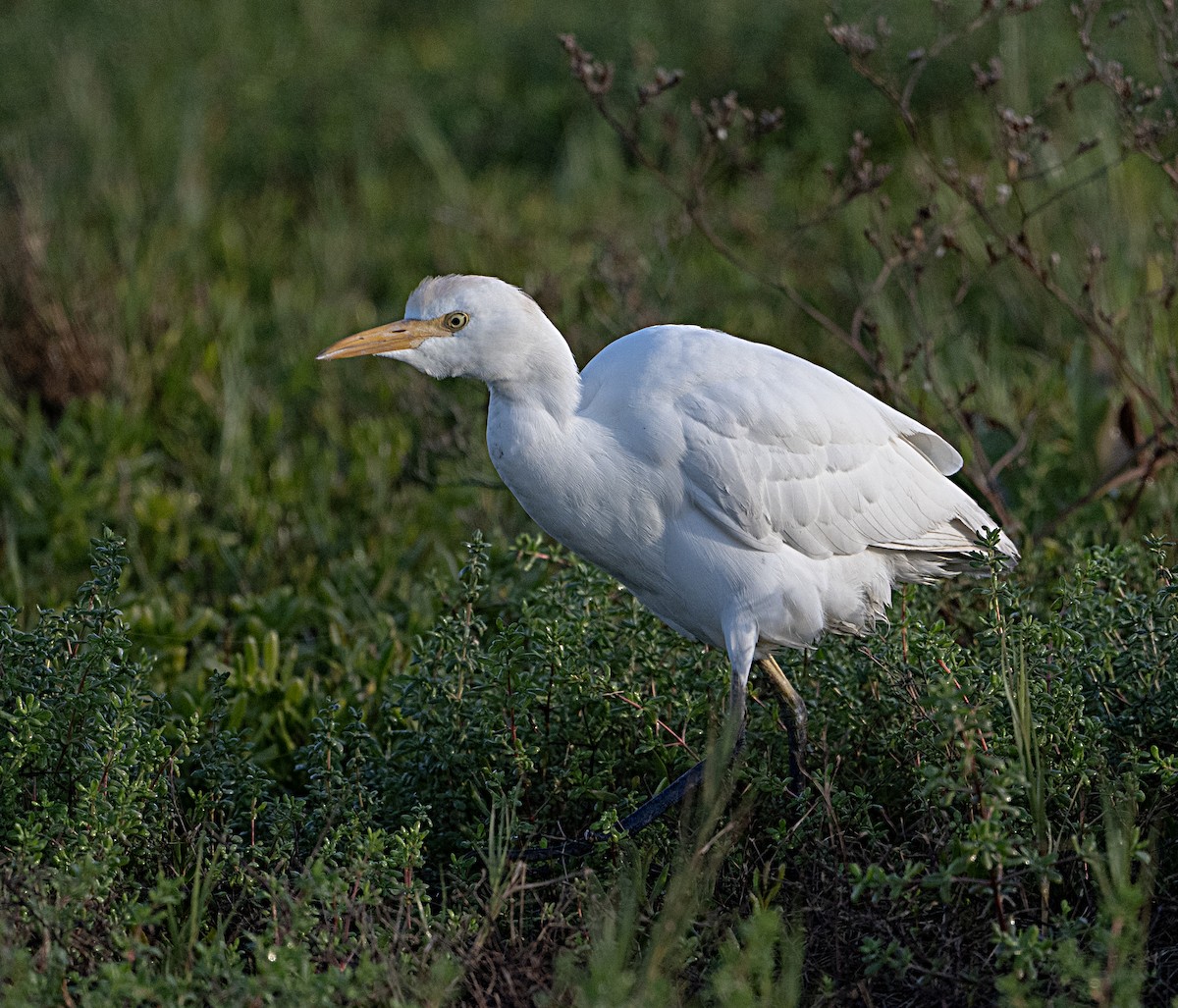 Airone guardabuoi - ML645966188