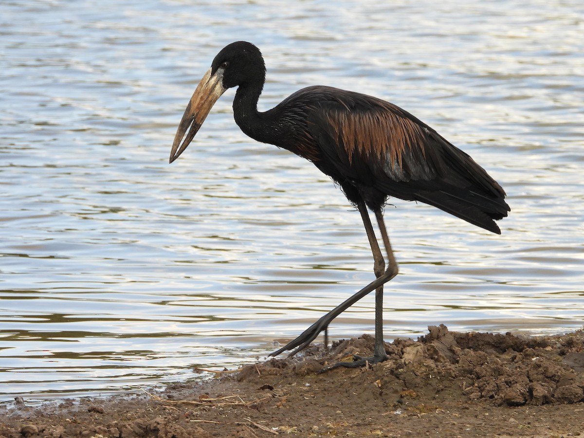 African Openbill - ML645966190