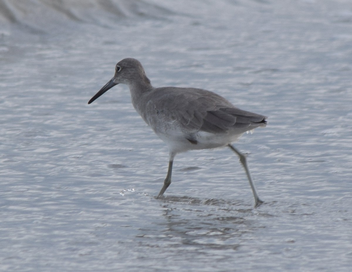 Willet - ML645966192