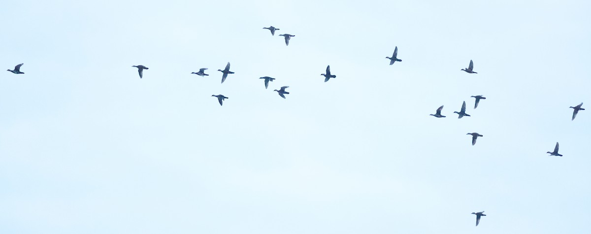 kachnička karolínská - ML645966202