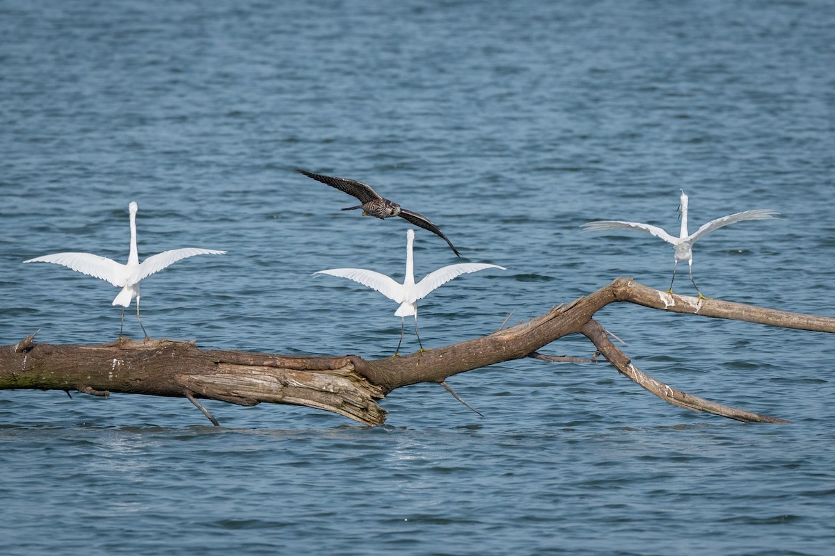 Peregrine Falcon - ML645966230