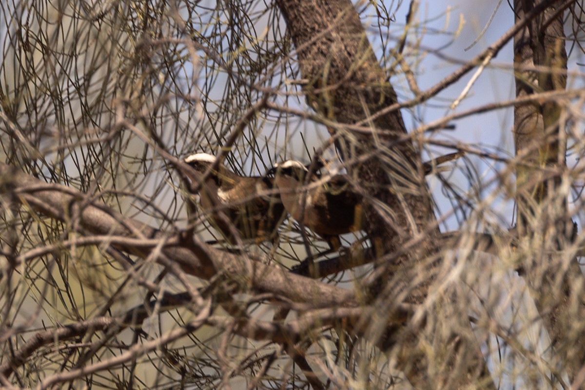 Hall's Babbler - ML645966240