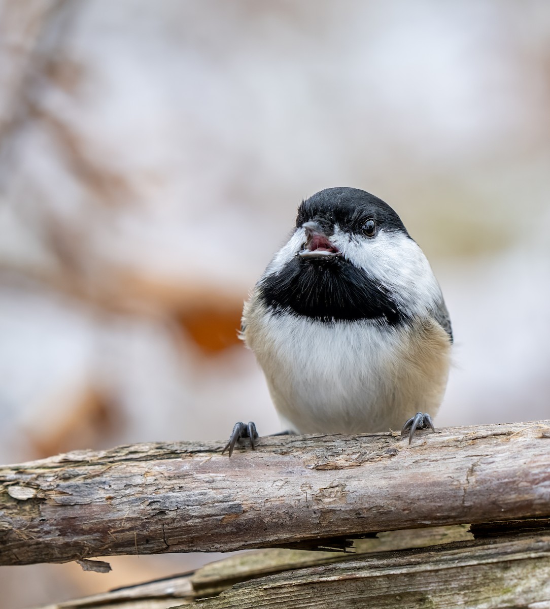 Black-capped Chickadee - ML645966244