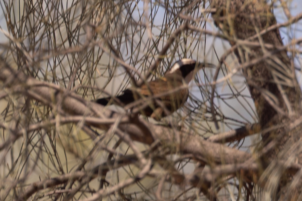 Hall's Babbler - ML645966258