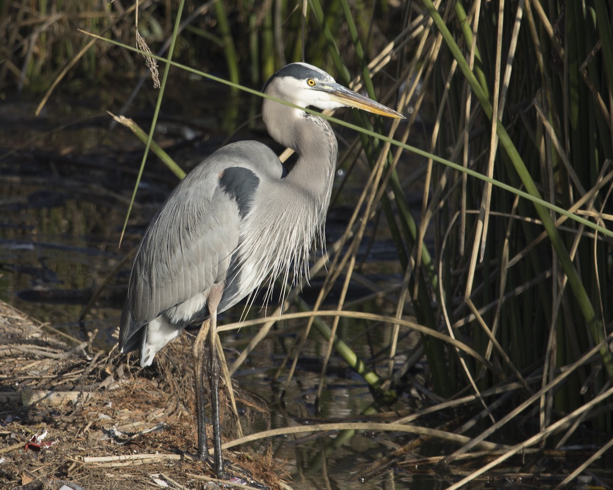 volavka velká - ML645966262