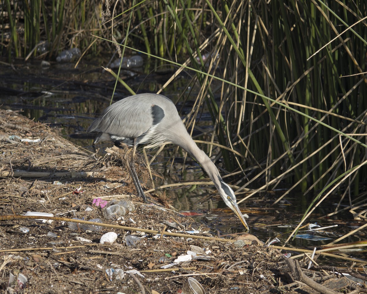 volavka velká - ML645966263