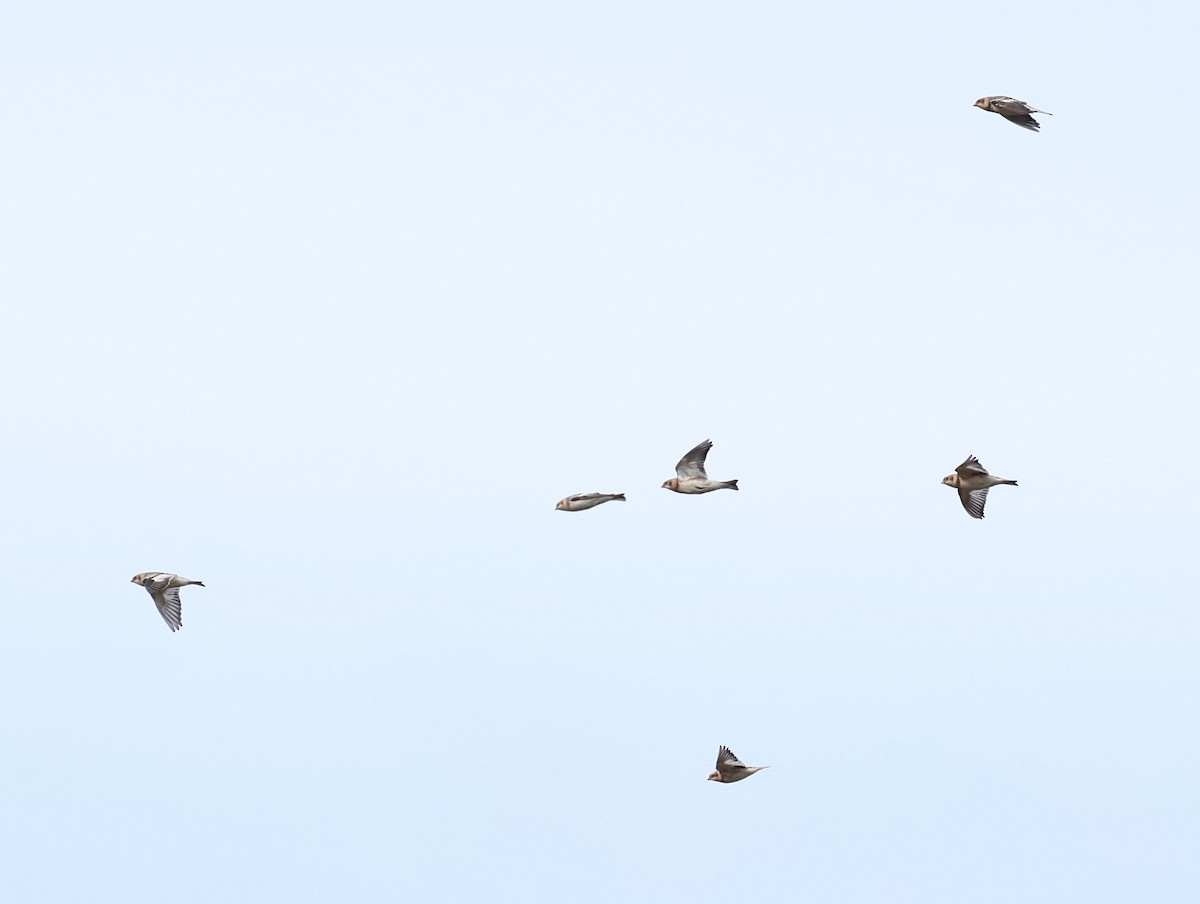 Snow Bunting - ML645966264