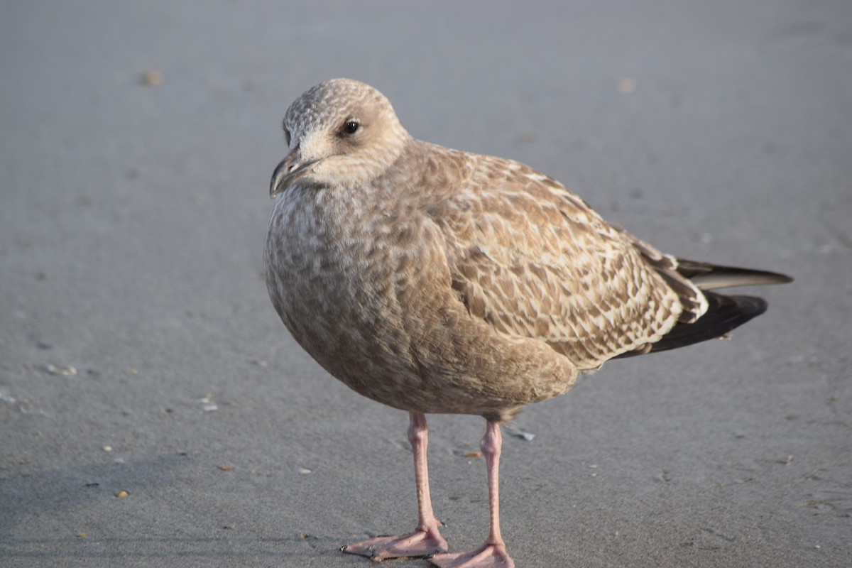 American Herring Gull - ML645966273