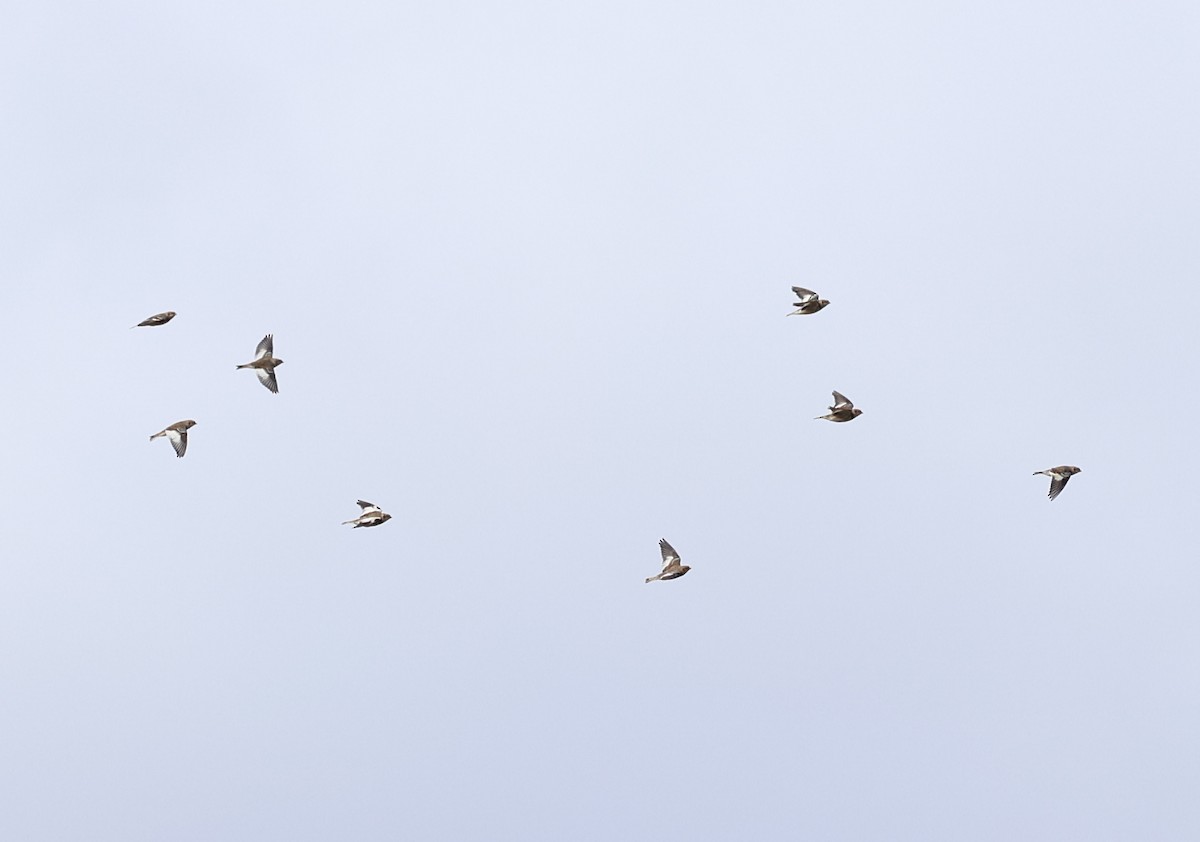 Snow Bunting - ML645966274