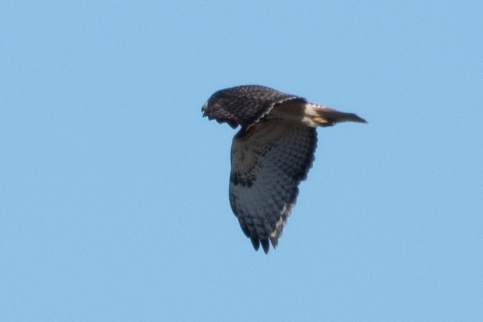Red-tailed Hawk (abieticola) - ML645966279