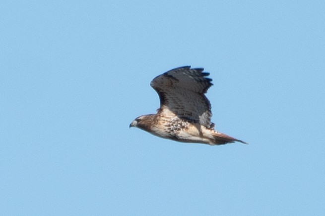 Red-tailed Hawk (abieticola) - ML645966280