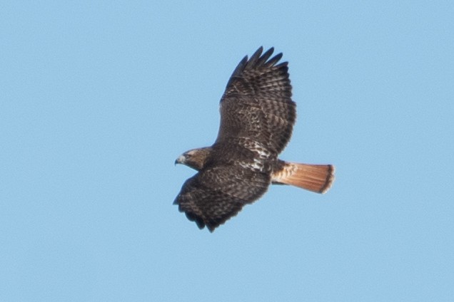 Red-tailed Hawk (abieticola) - ML645966281