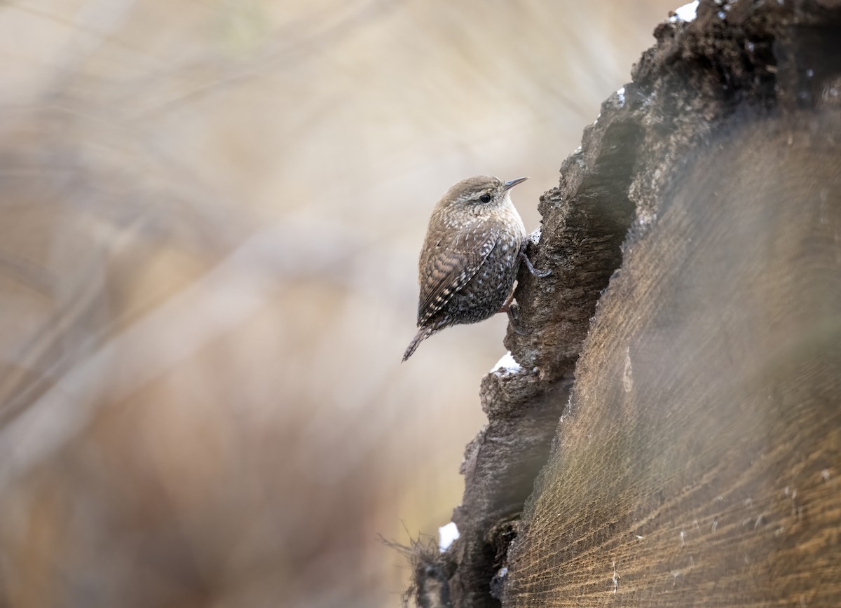 Winter Wren - ML645966282