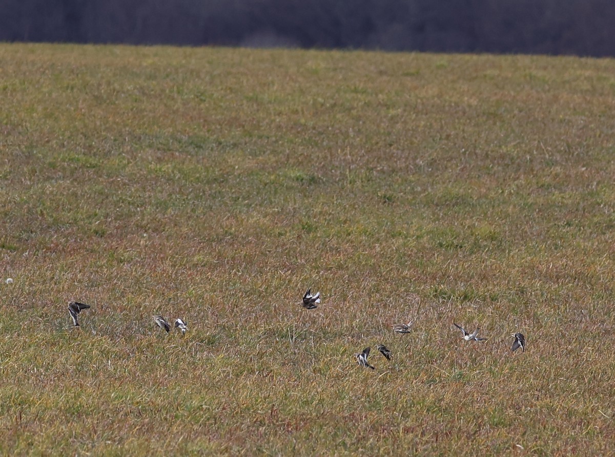 Snow Bunting - ML645966289