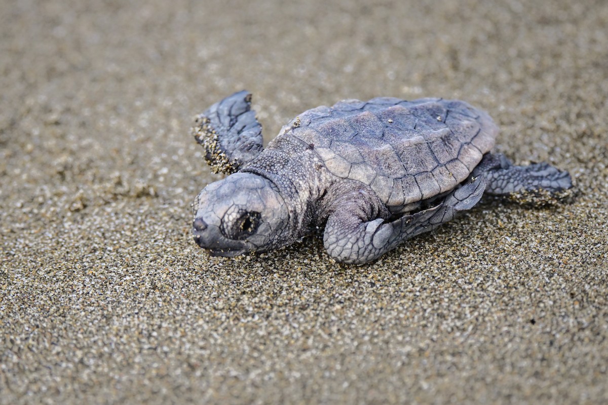 Loggerhead Sea Turtle - ML645966290