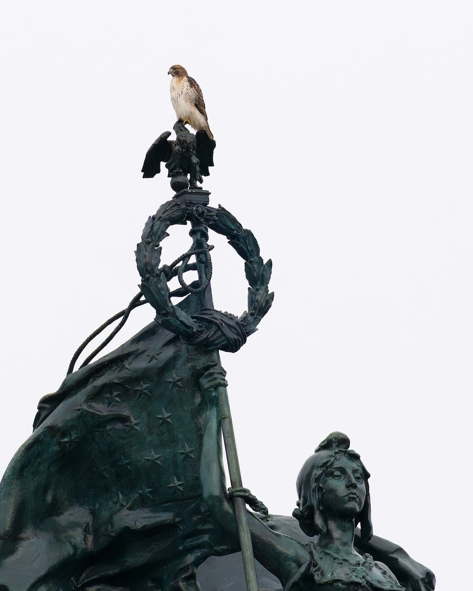 アカオノスリ - ML645966295