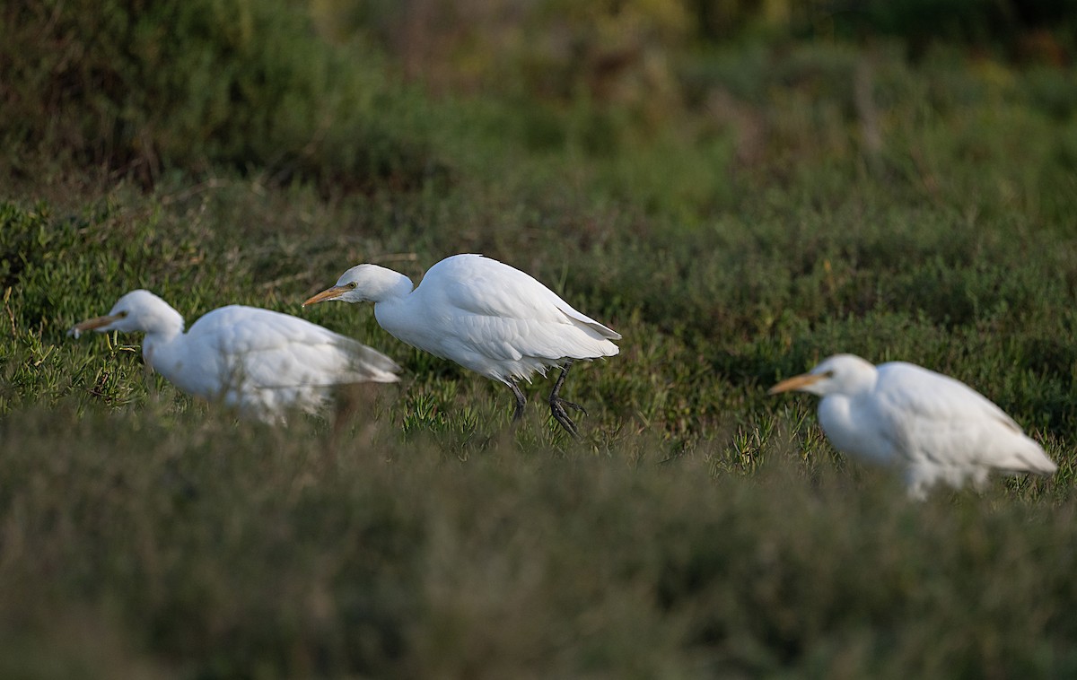 Airone guardabuoi - ML645966299