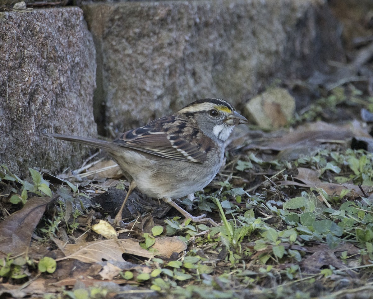 strnadec bělohrdlý - ML645966300