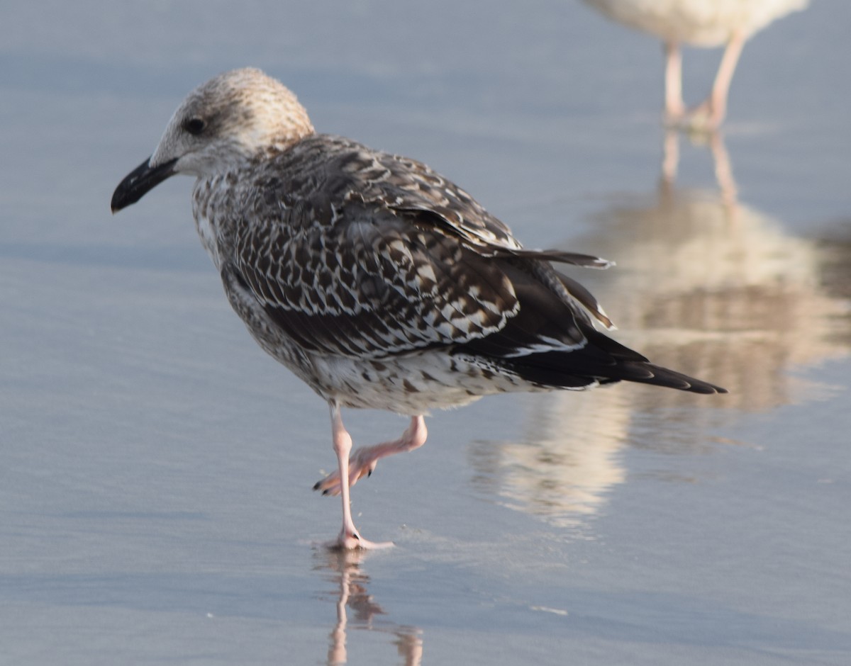 小黑背鷗 - ML645966302