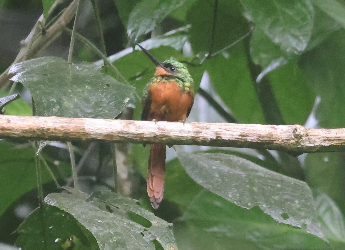 Rufous-tailed Jacamar - ML645966303