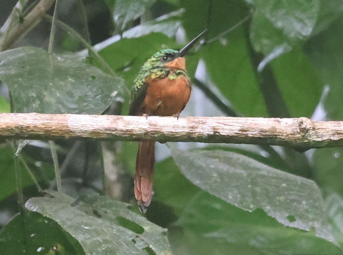 Rufous-tailed Jacamar - ML645966304