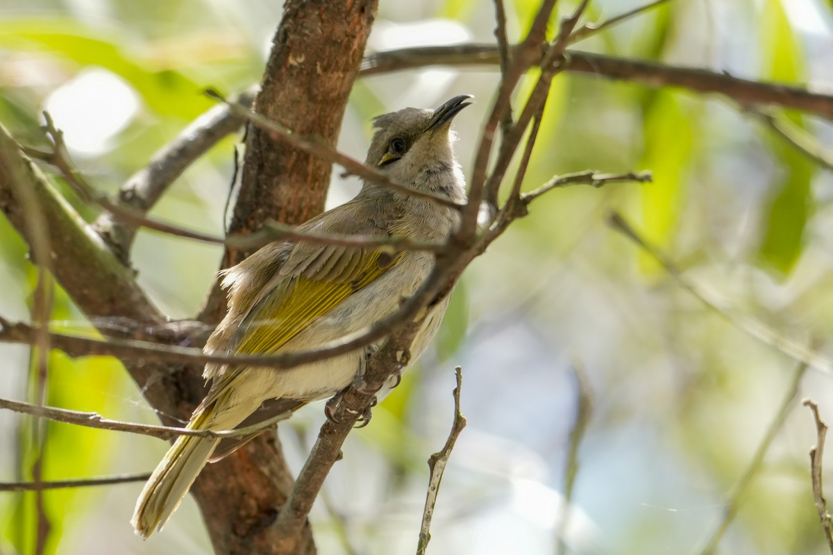 Brown Honeyeater - ML645966309