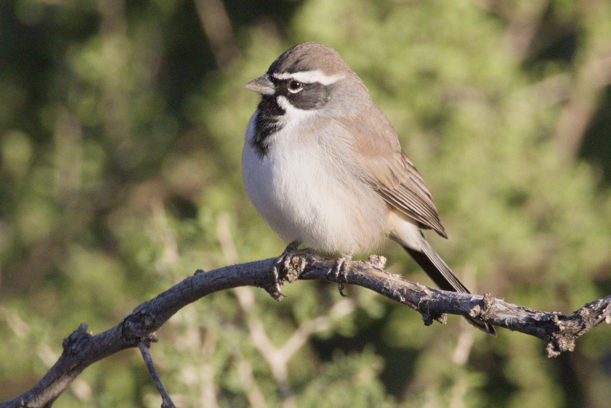 Black-throated Sparrow - ML645966312