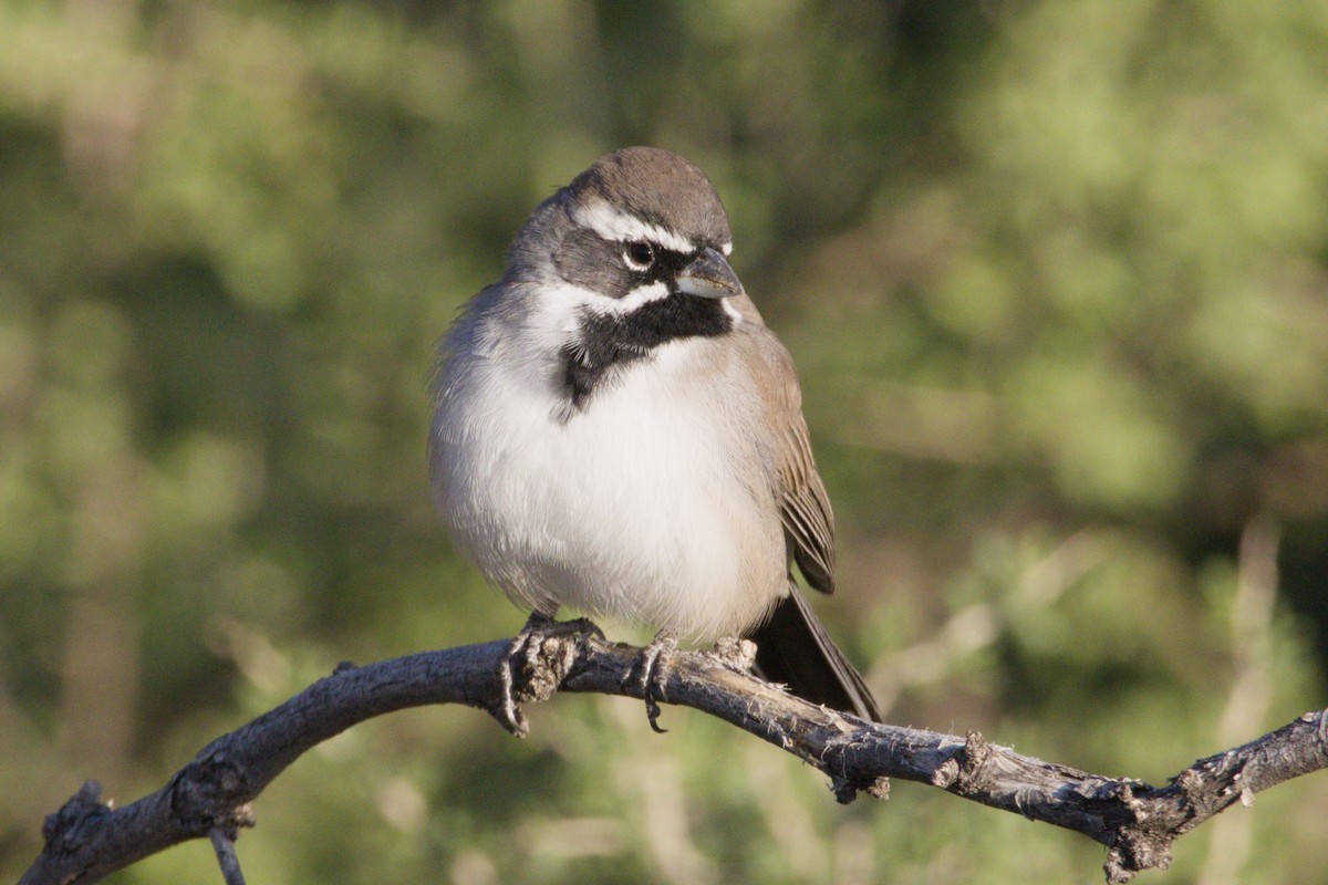 Black-throated Sparrow - ML645966313