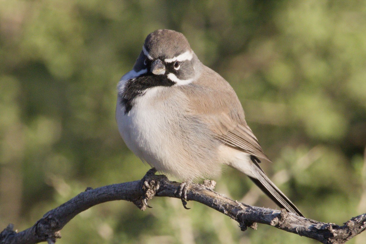 Black-throated Sparrow - ML645966314