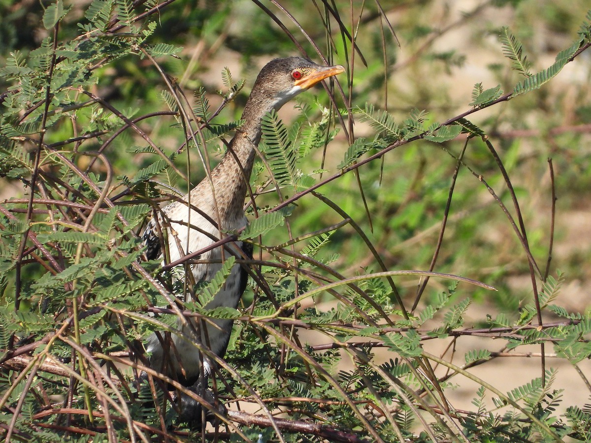 Riedscharbe - ML645966320